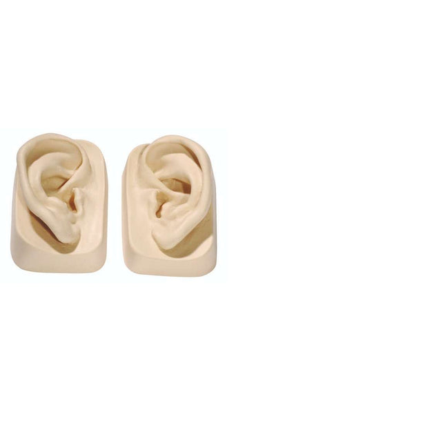 Training ear set (left & right), made of high-quality silicone in lifelike size (E.100.0040)