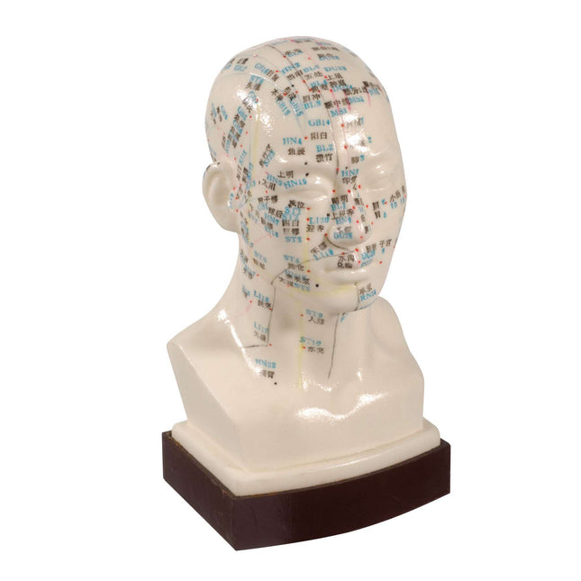Professional acupuncture head model, 21cm