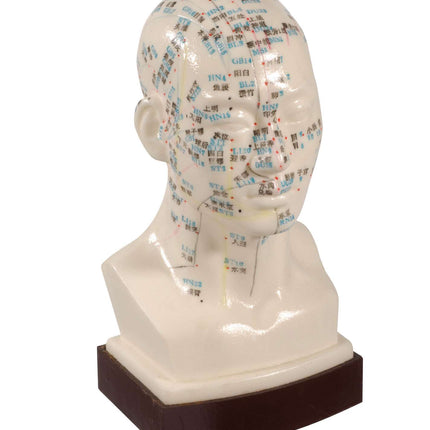 Professional acupuncture head model, 21cm