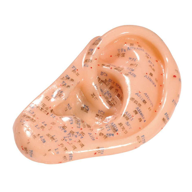 ear model made of soft plastic, ca 13cm, with English and Chinese inscription
