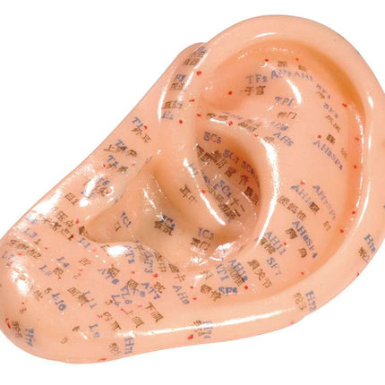 ear model made of soft plastic, ca 13cm, with English and Chinese inscription