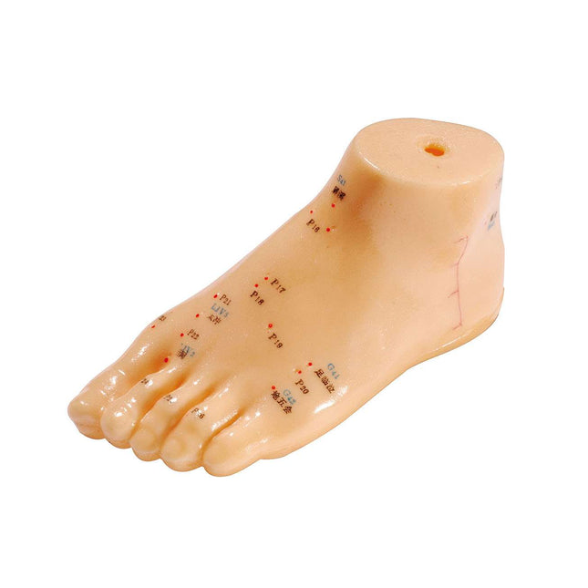 Foot model made of soft plastic, labeled in English and Chinese, approx. 15 cm (E.100.0070)