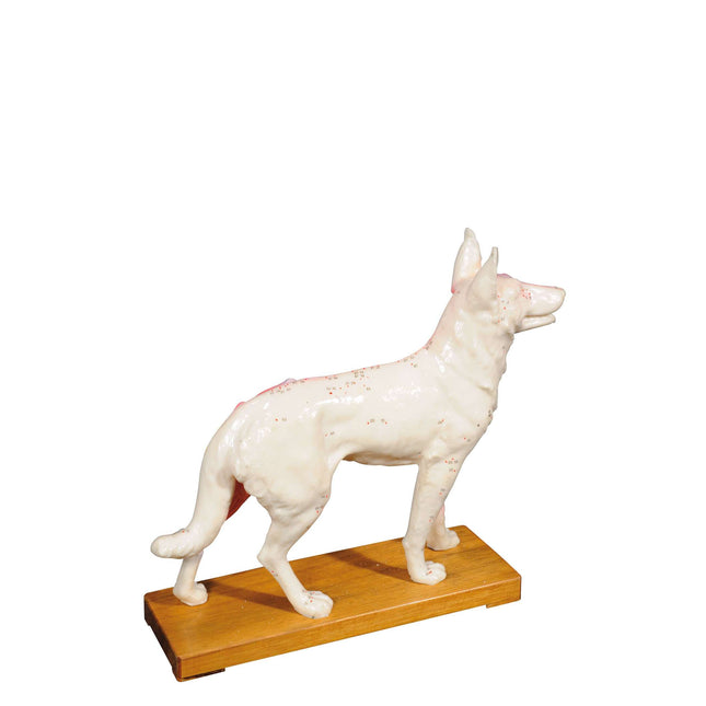 Dog model with acupuncture points, hard plastic, size 31 x 28 x 8 cm (E.100.0080)