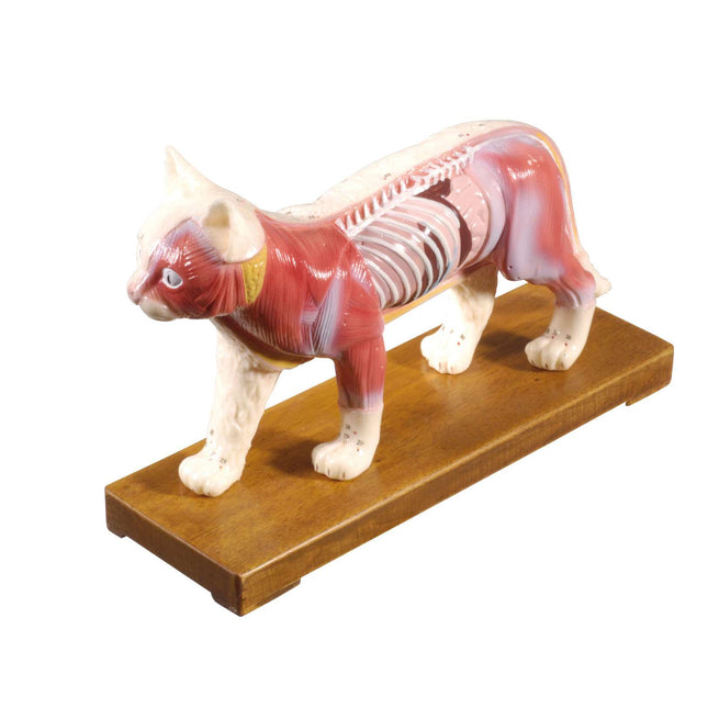 Cat model with acupuncture points, hard plastic, size 27 x 17 x 7 cm (E.100.0085)