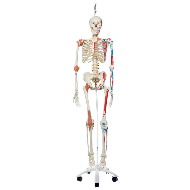 Skeleton Sam A13/1 - luxury version on metal suspension stand with 5 castors