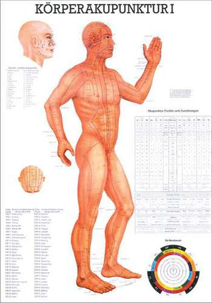 Poster (Anatomical Chart) Body acupuncture I