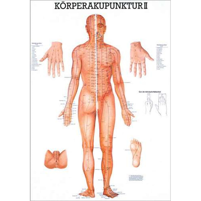 Poster (Anatomical Chart) Body acupuncture II