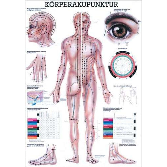 Teaching board body acupuncture of paper, plasticized, with metal bars, 70 x 100cm