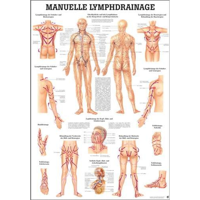 Manual lymphatic drainage teaching board, 70 x 100 cm, laminated (E.600.0017)
