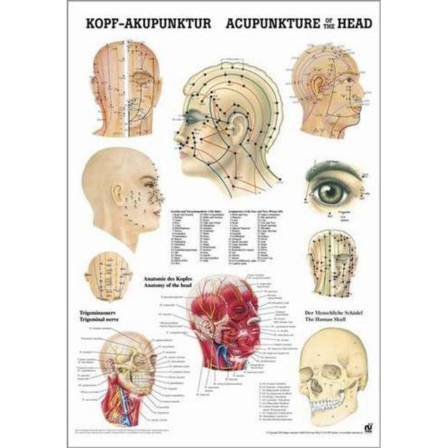 Poster (Anatomical Chart) Head