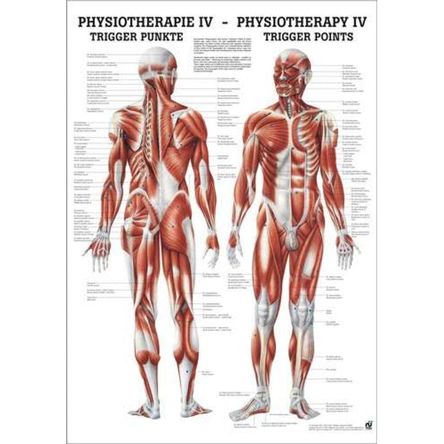 Poster Physiotherapy IV - THE TRIGGER POINTS, 50 x 70cm, German and English, paper with fine metal bars