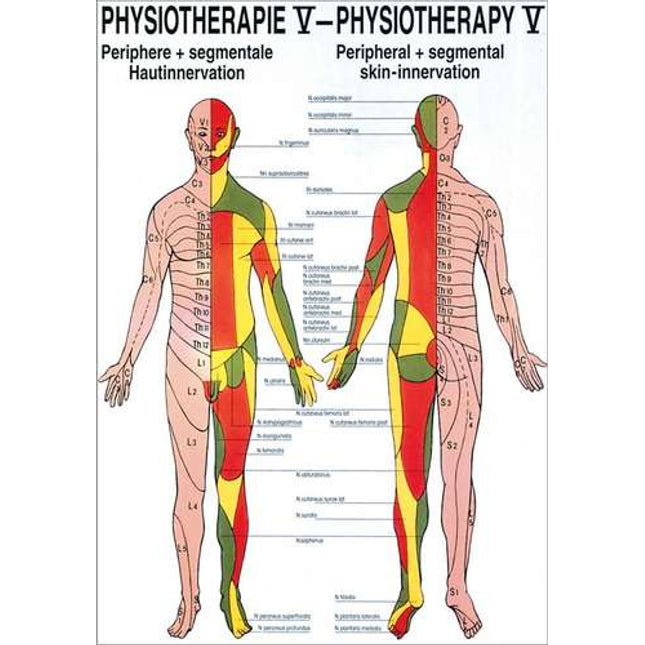 Poster Physiotherapy V, 50 x 70 cm, peripheral and segmental skin innervation, with fine metal bar on top and bottom