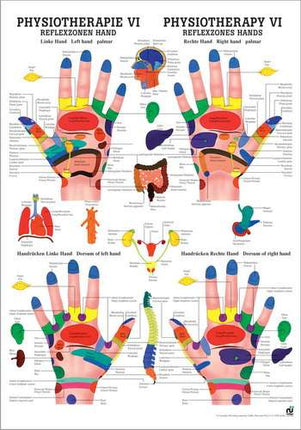 Poster fisioterapia VI, zone riflesse mano, 50 x 70 cm (E.600.0070)