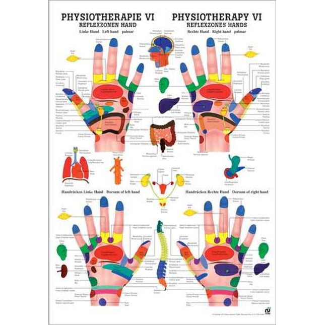 Poster (Anatomical Chart) Physiotherapy VI
