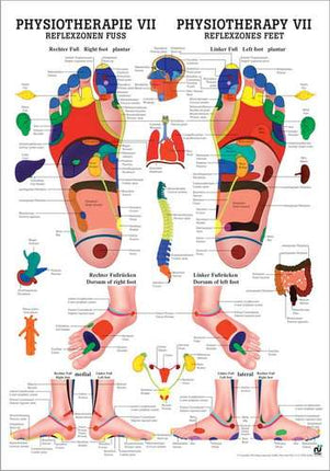 Poster fisioterapia VII, zone riflesse piede, 50 x 70 cm (E.600.0075)