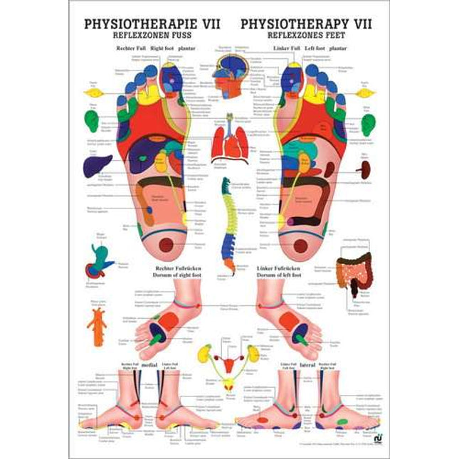 Poster (Anatomical Chart) Physiotherapy VII