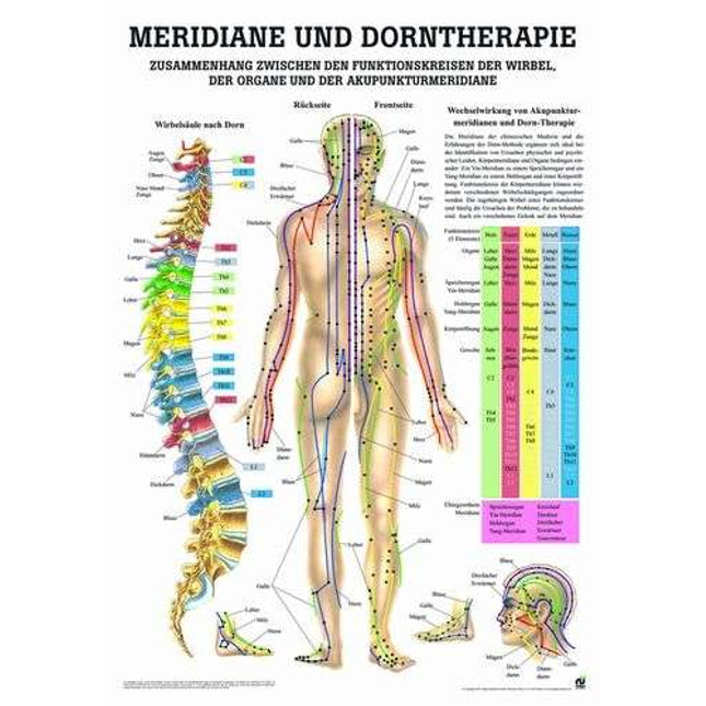 Teaching board meridians and spine therapy, 70 x 100 cm (E.700.0002)